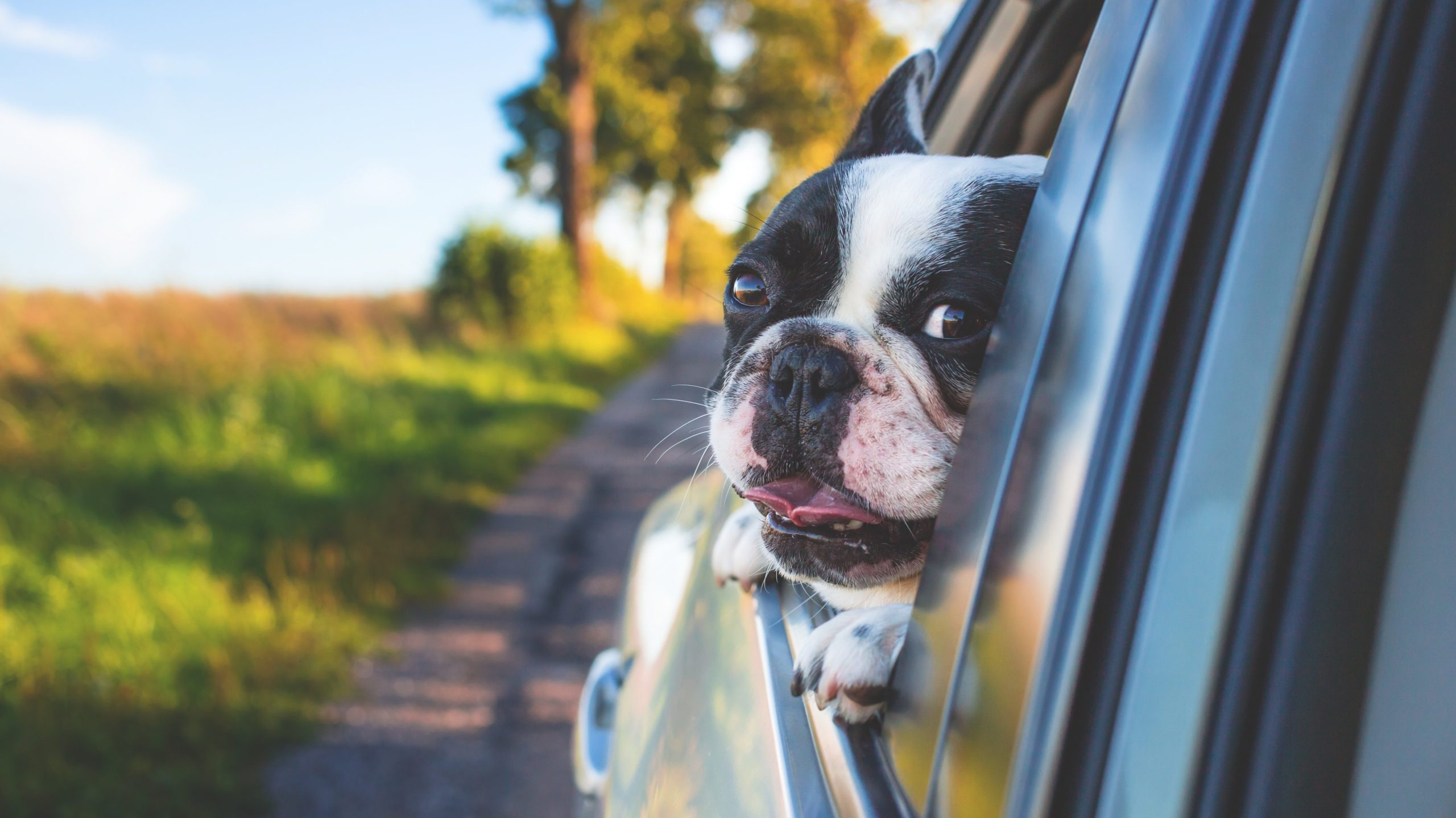 Hauska kuvituskuva, jossa koira katsoo auton ikkunasta ulos.